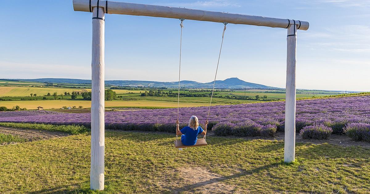 Levandulova Plantaz Starovicky (levandulové plantáže Starovičkách, plantáže Starovičkách, levandule které) Levandulova Plantaz Starovicky