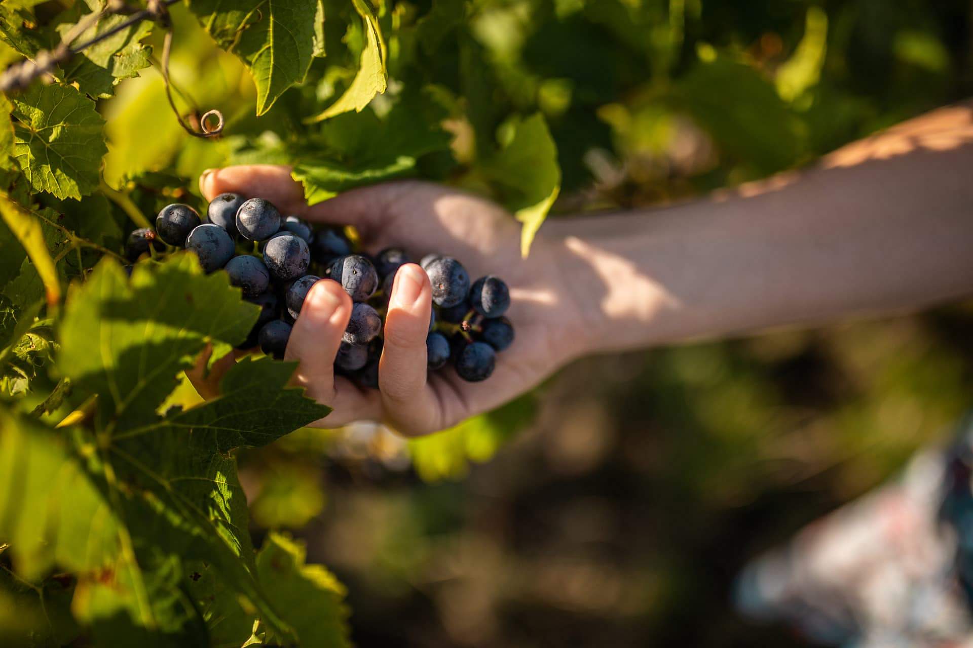 Pořídíte si své srdcové eso?