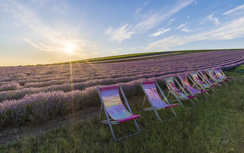 Levandulová farma Starovičky