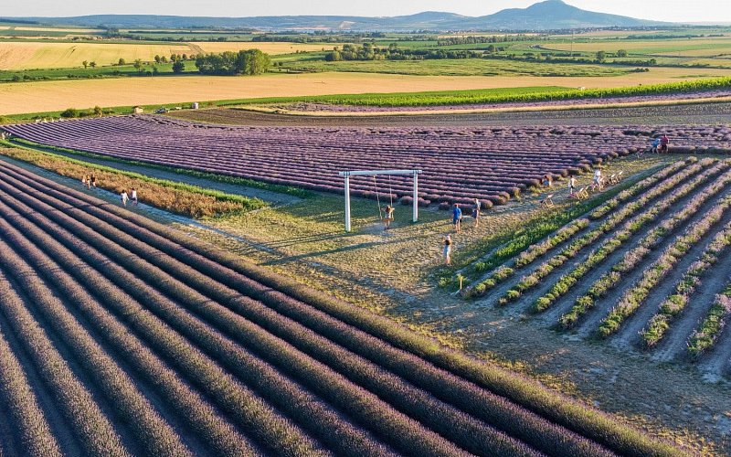 Levandulová farma Starovičky
