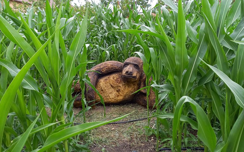 Kukuřičné bludiště Dolní Dunajovice