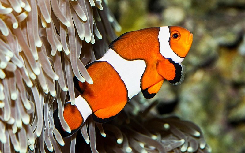 Zoo Brno