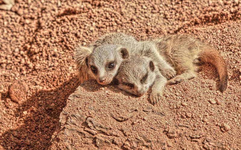 Zoo Brno